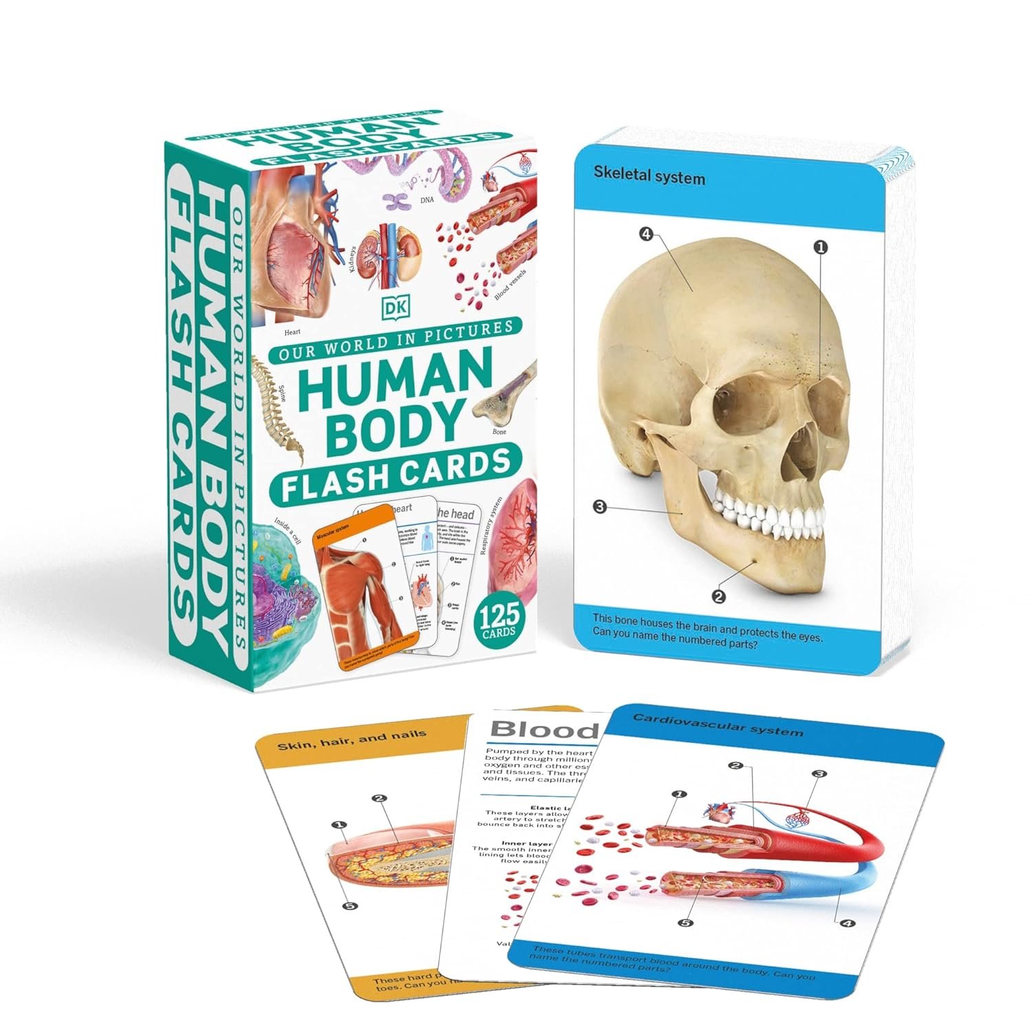 Our World in Pictures Human Body Flash Cards