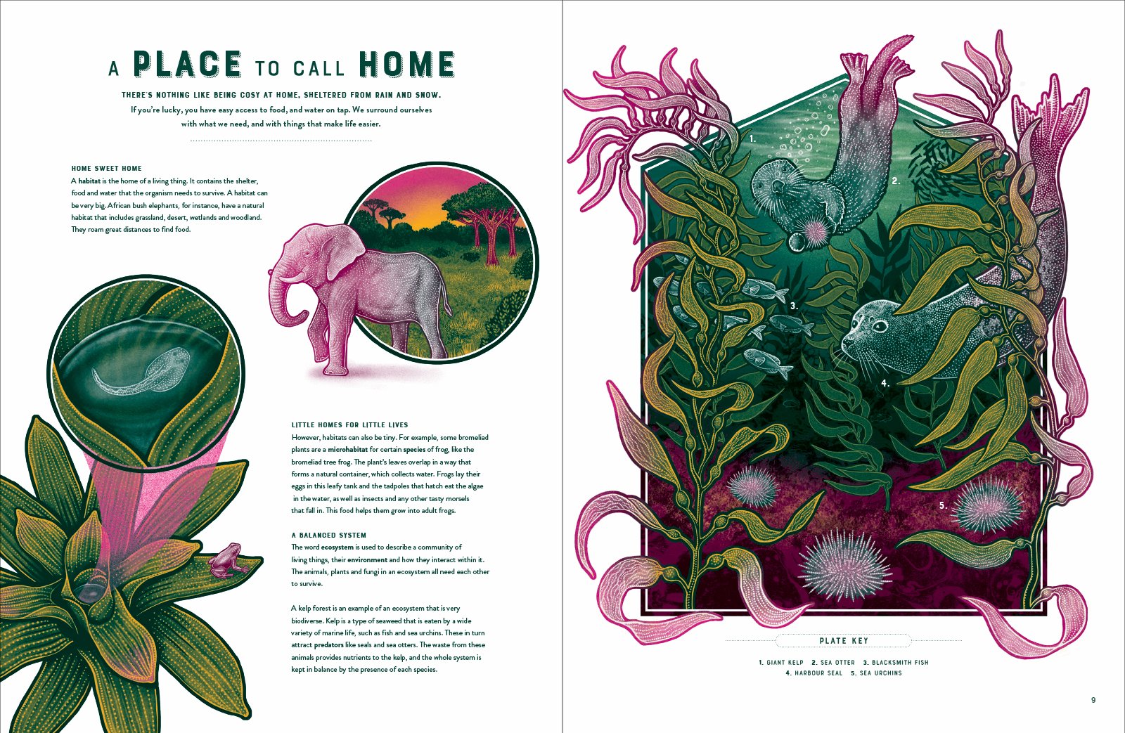 Life: The Wild Wonders of Biodiversity preview