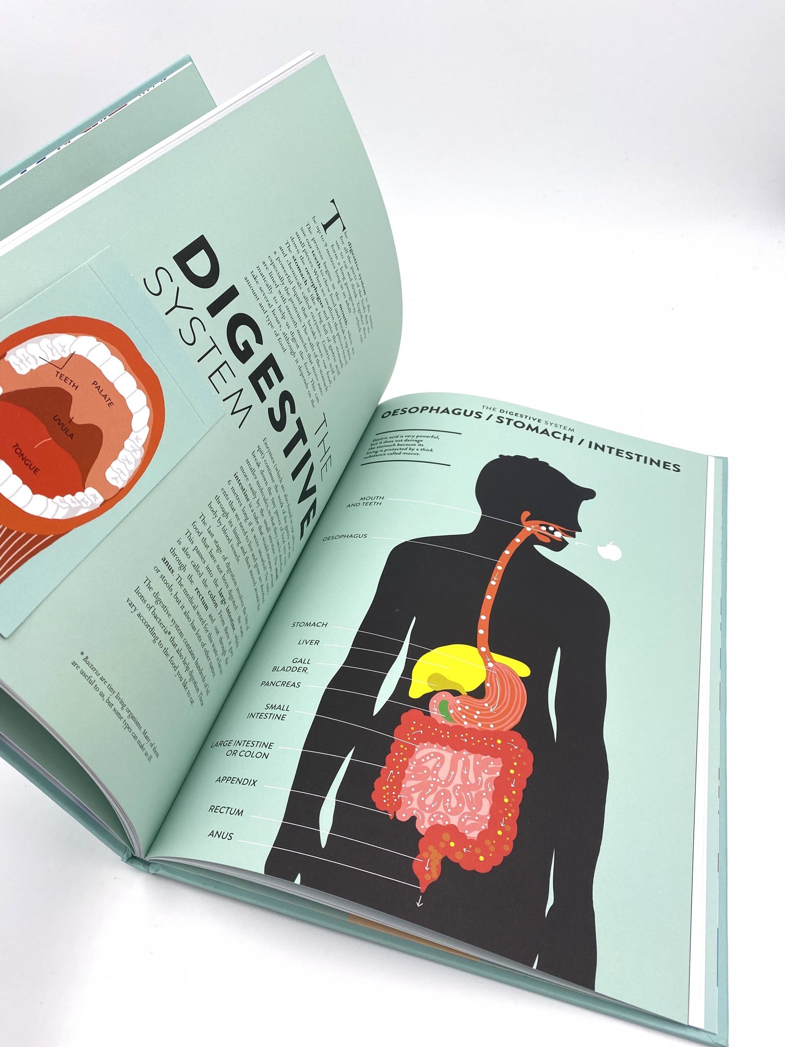 Anatomy: A Cutaway Look Inside the Human Body preview