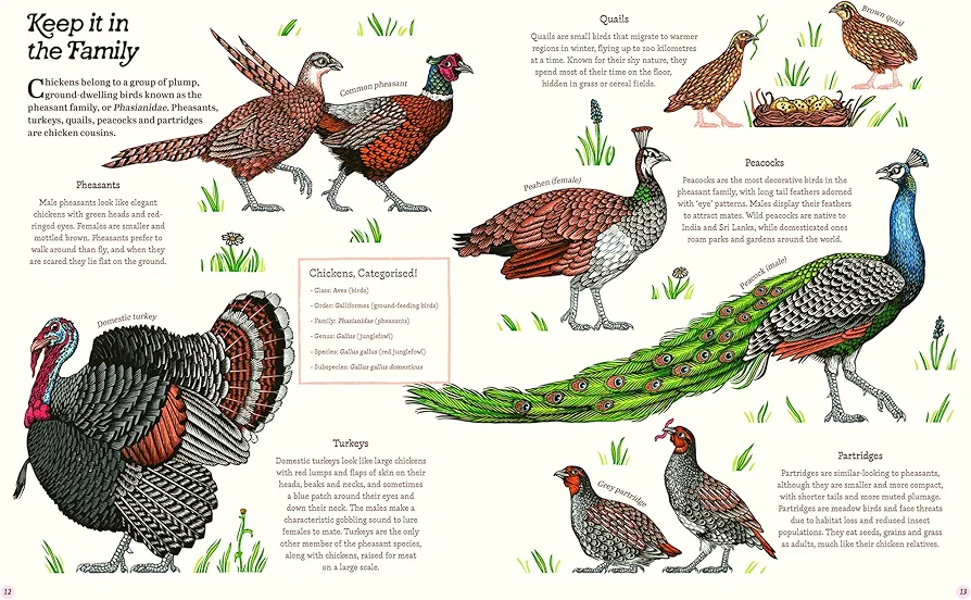 Cluck!: The Eggstraordinary Story of Chickens preview