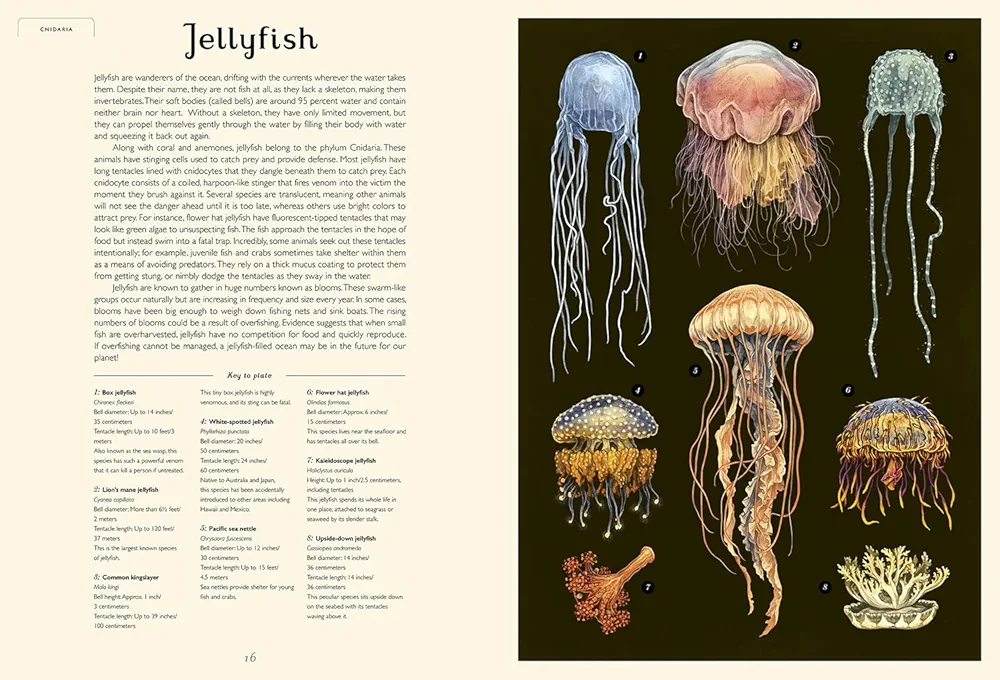 Oceanarium preview