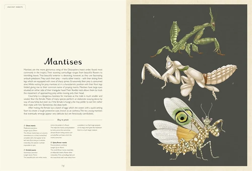 Insectarium preview