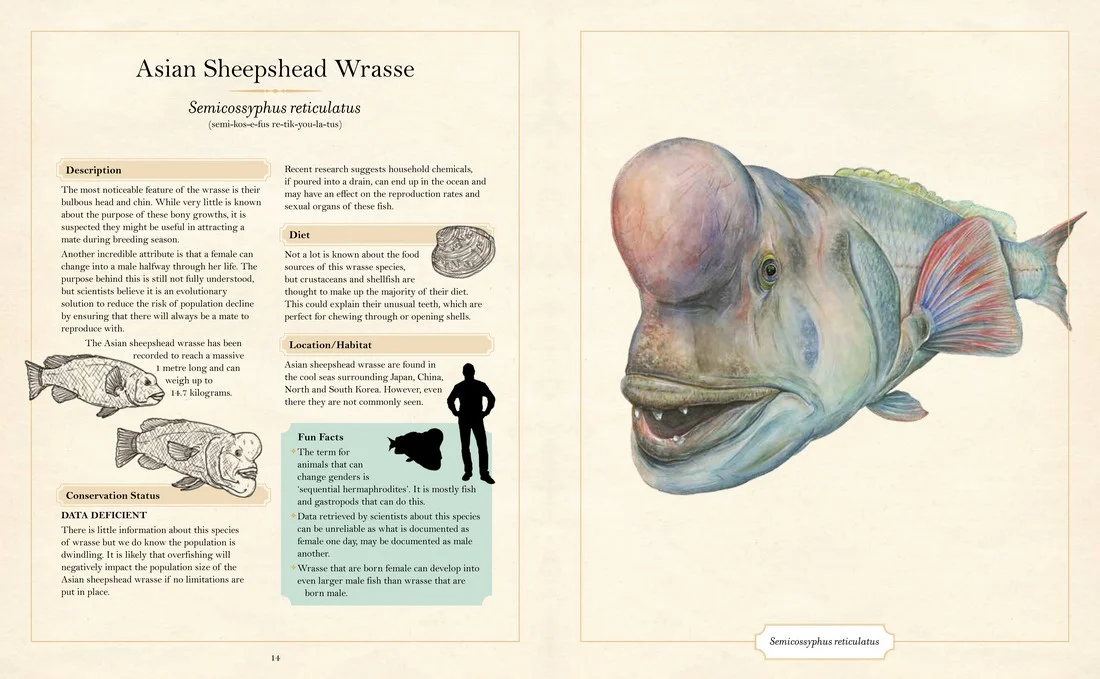 The Illustrated Encyclopaedia of 'Ugly' Animals preview