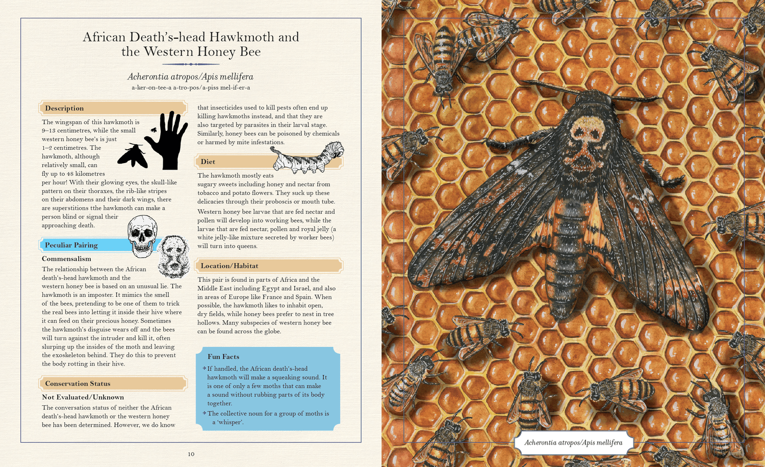 The Illustrated Encyclopaedia of Peculiar Pairs in Nature preview