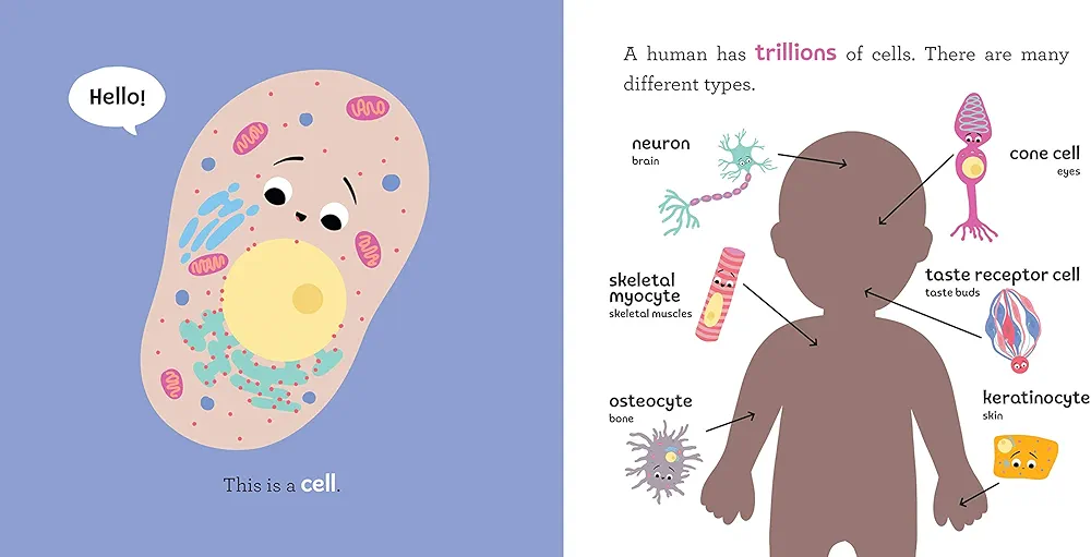 Baby Biochemist: DNA preview