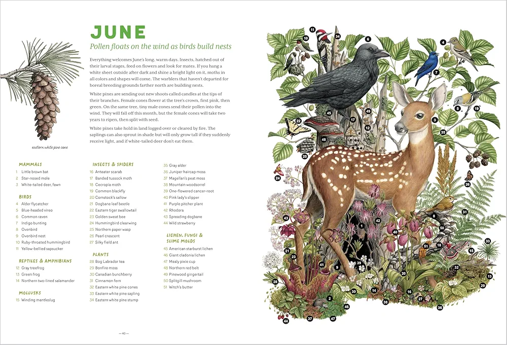 The Forest Revealed preview