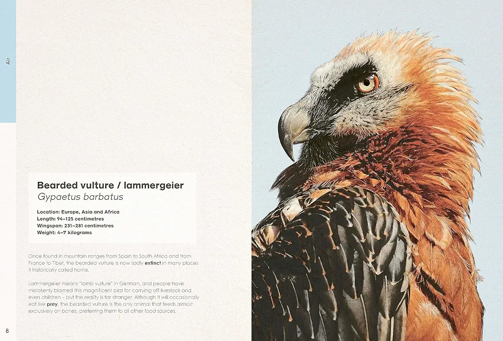Ben Rothery's Weird and Wonderful Animals preview