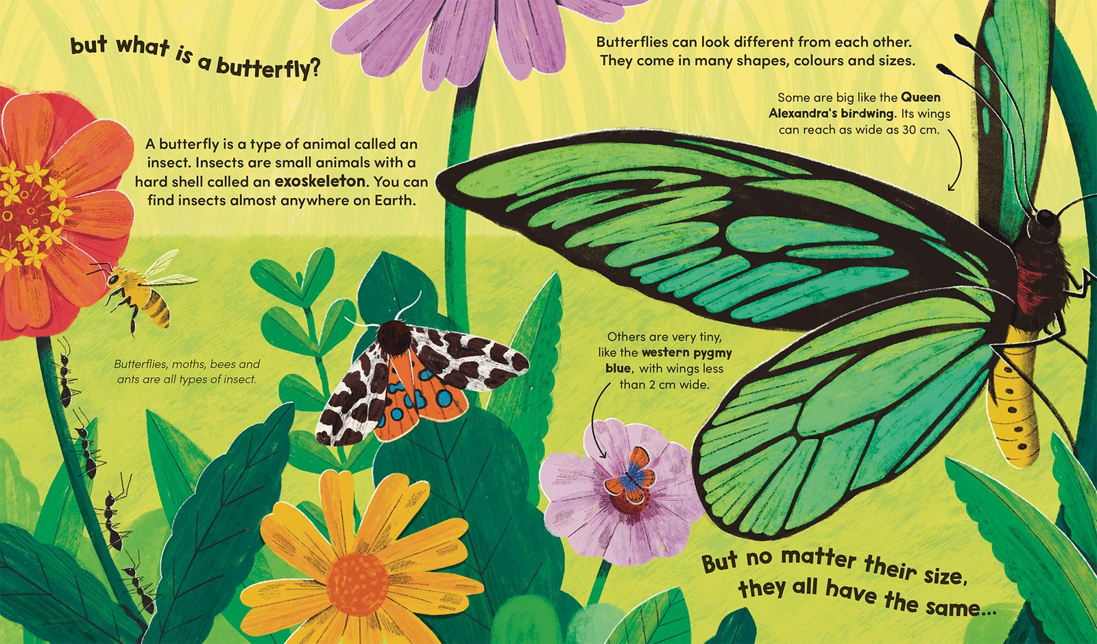 Butterflies preview