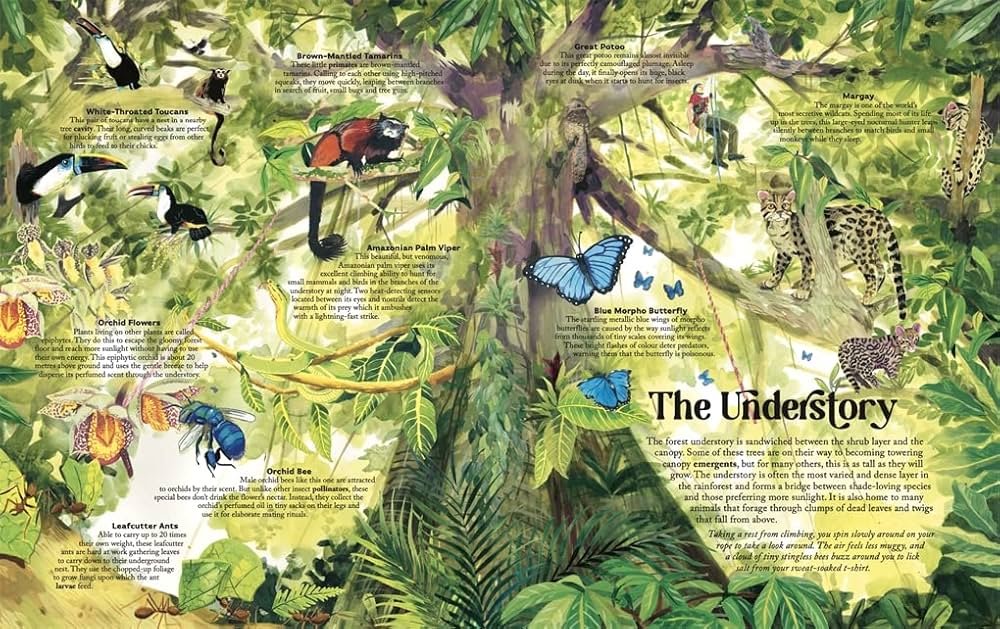 Up in the Canopy preview
