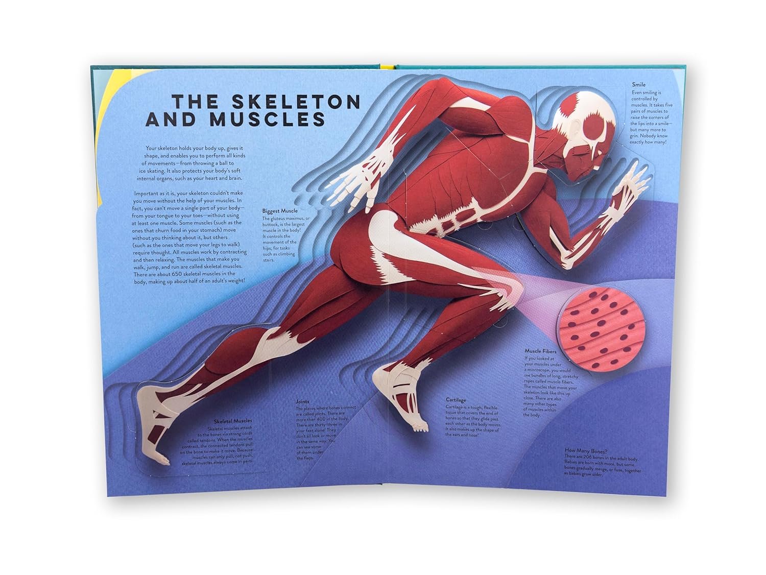 Human Body preview