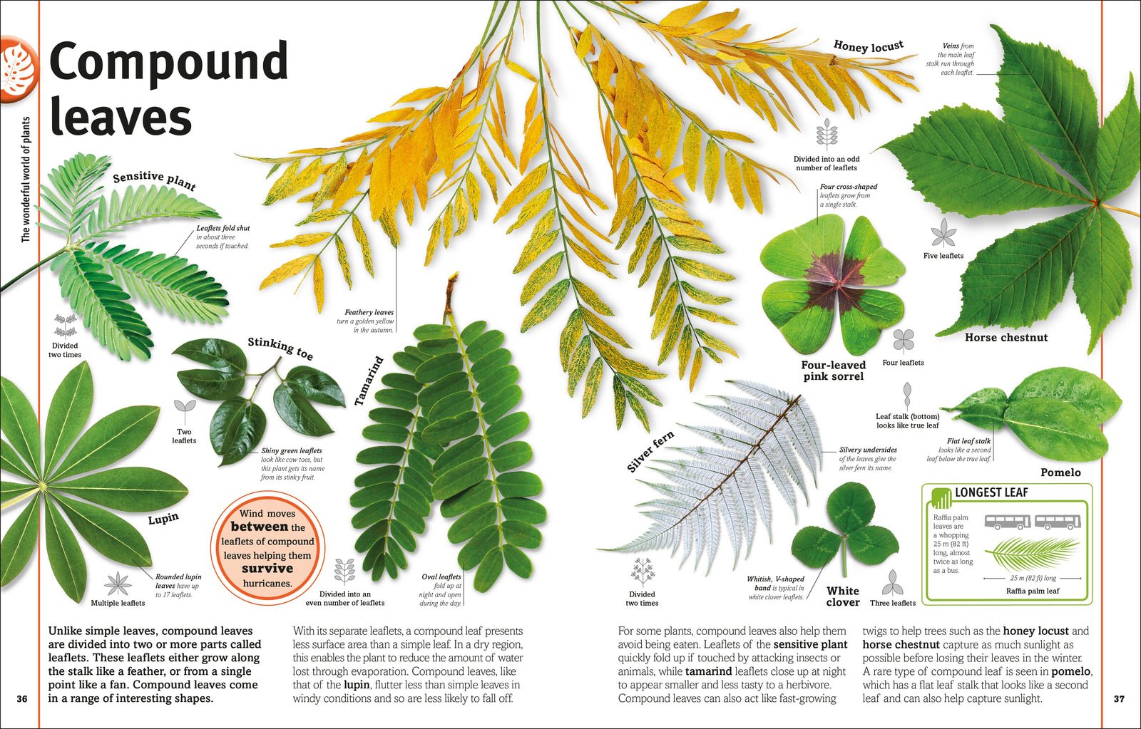Trees, Leaves, Flowers & Seeds preview