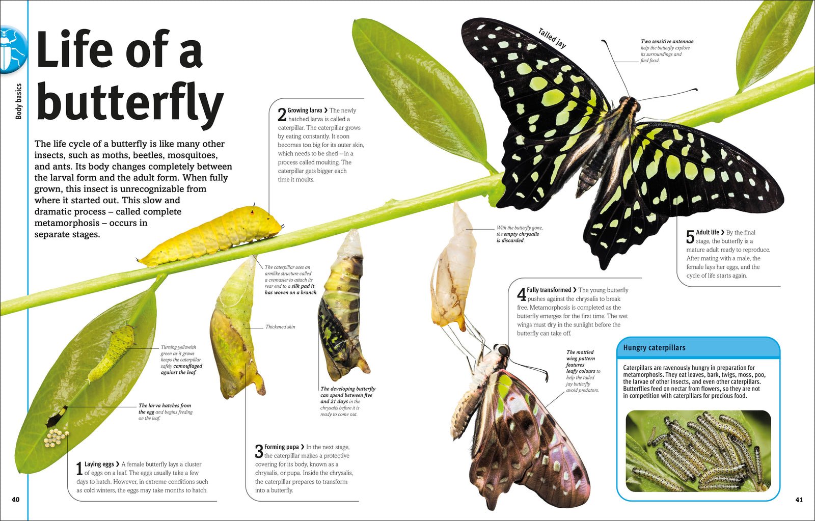 Our World in Pictures Bugs, Butterflies, Beetles and Bees preview