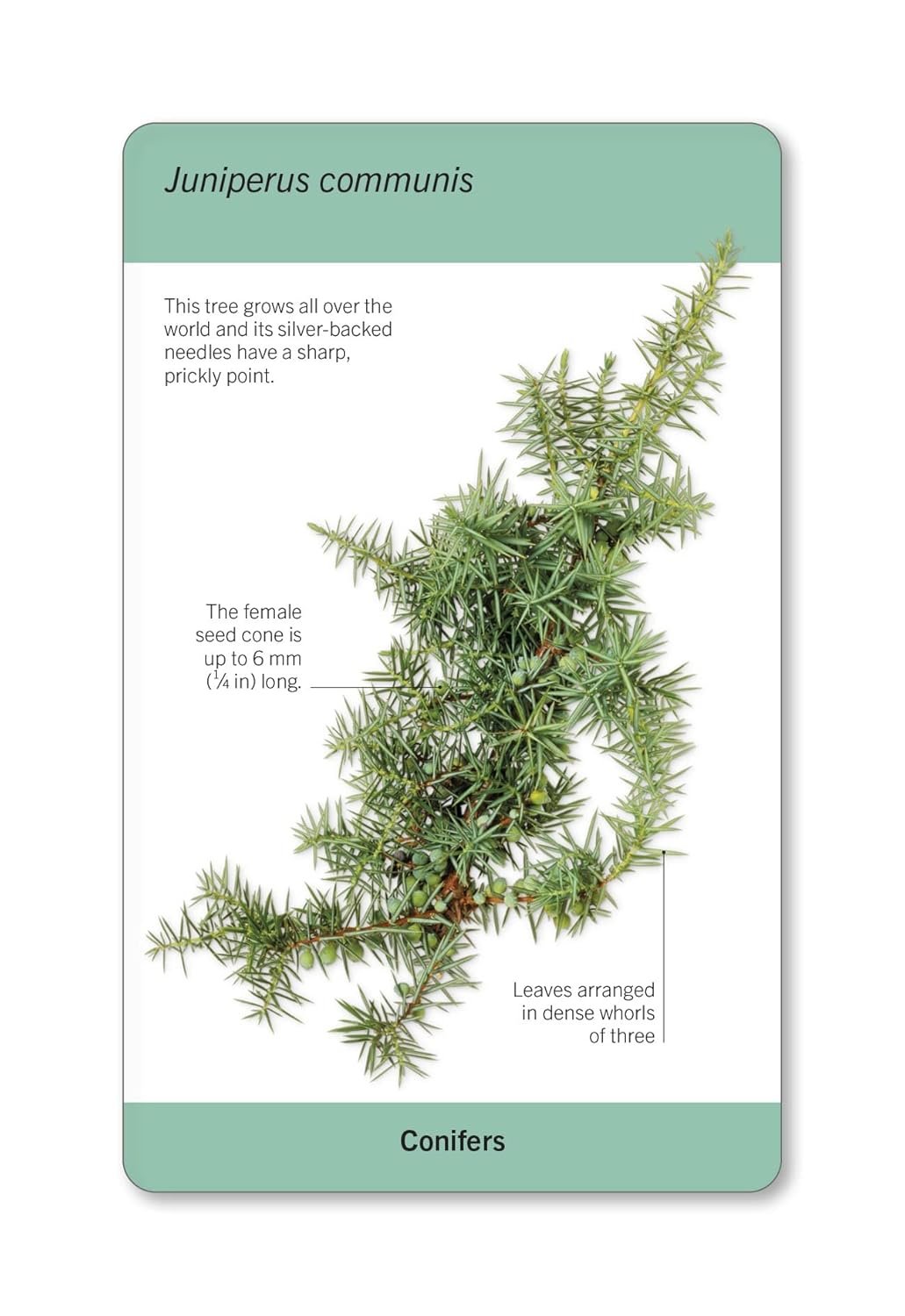 Our World in Pictures Trees of the World Flash Cards preview