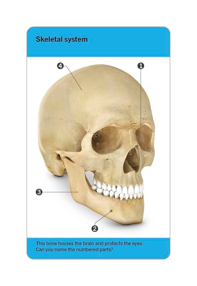 Our World in Pictures Human Body Flash Cards preview