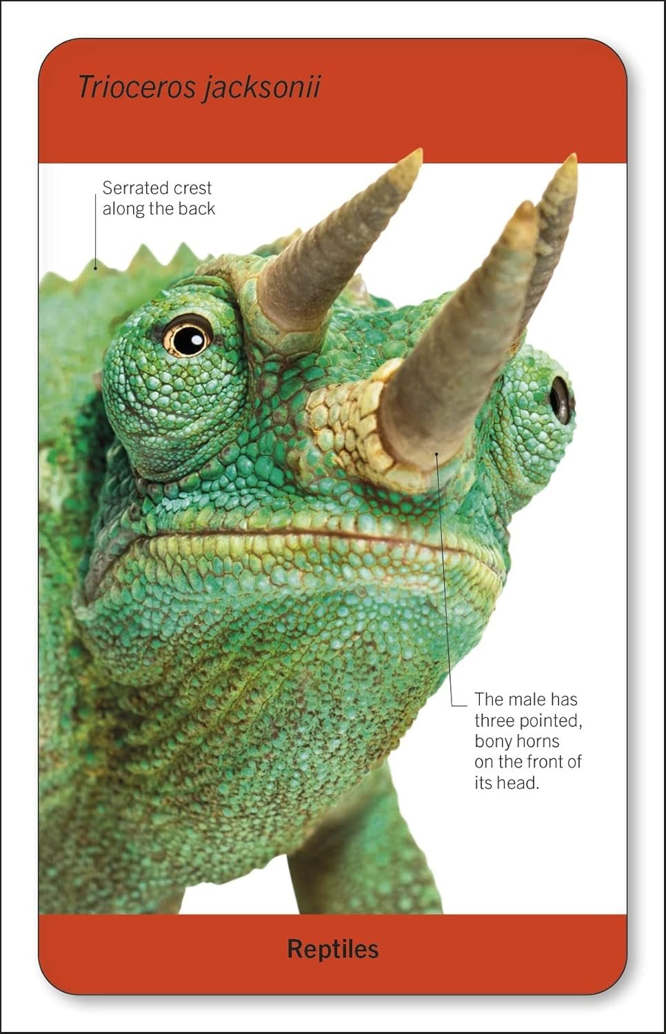 Our World in Pictures Animals of the World Flash Cards preview