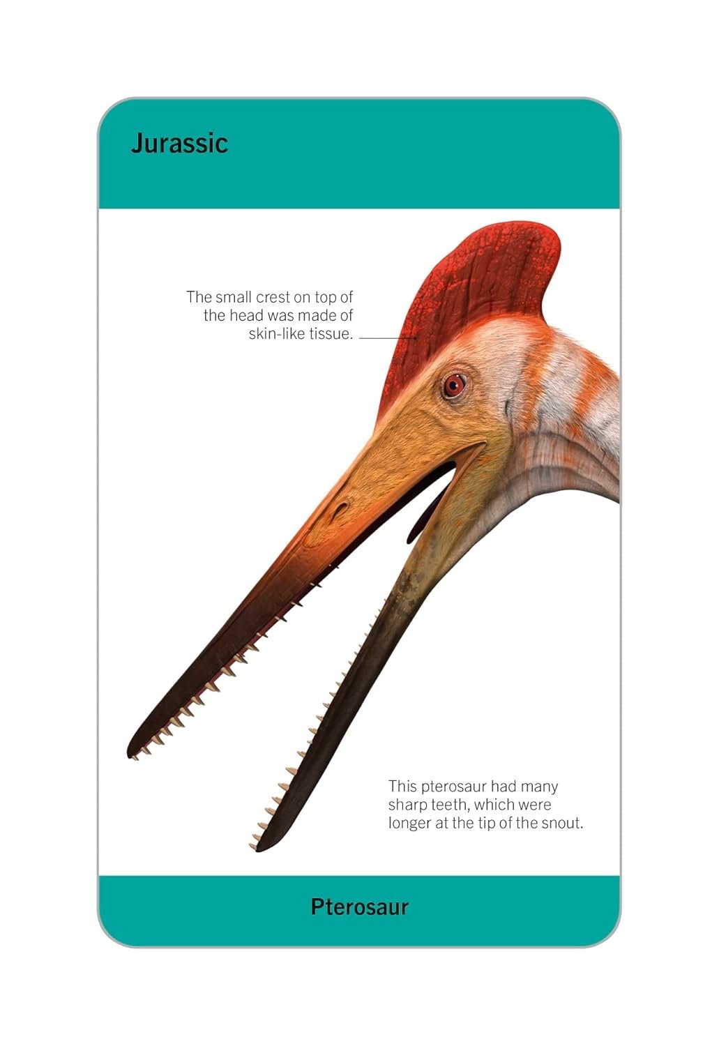 Our World in Pictures Dinosaurs and Other Prehistoric Creatures Flash Cards preview