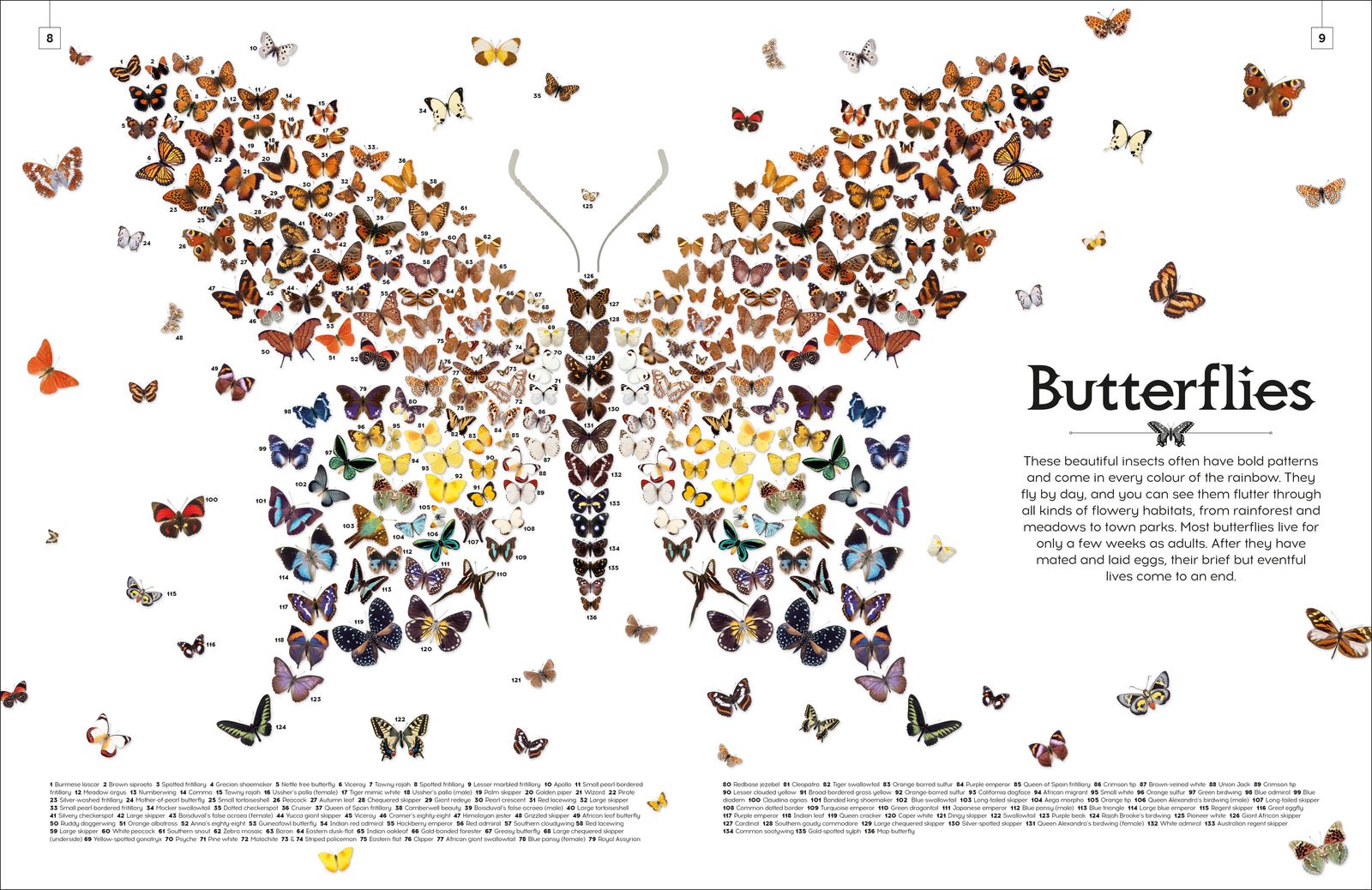 Shapes of Nature preview