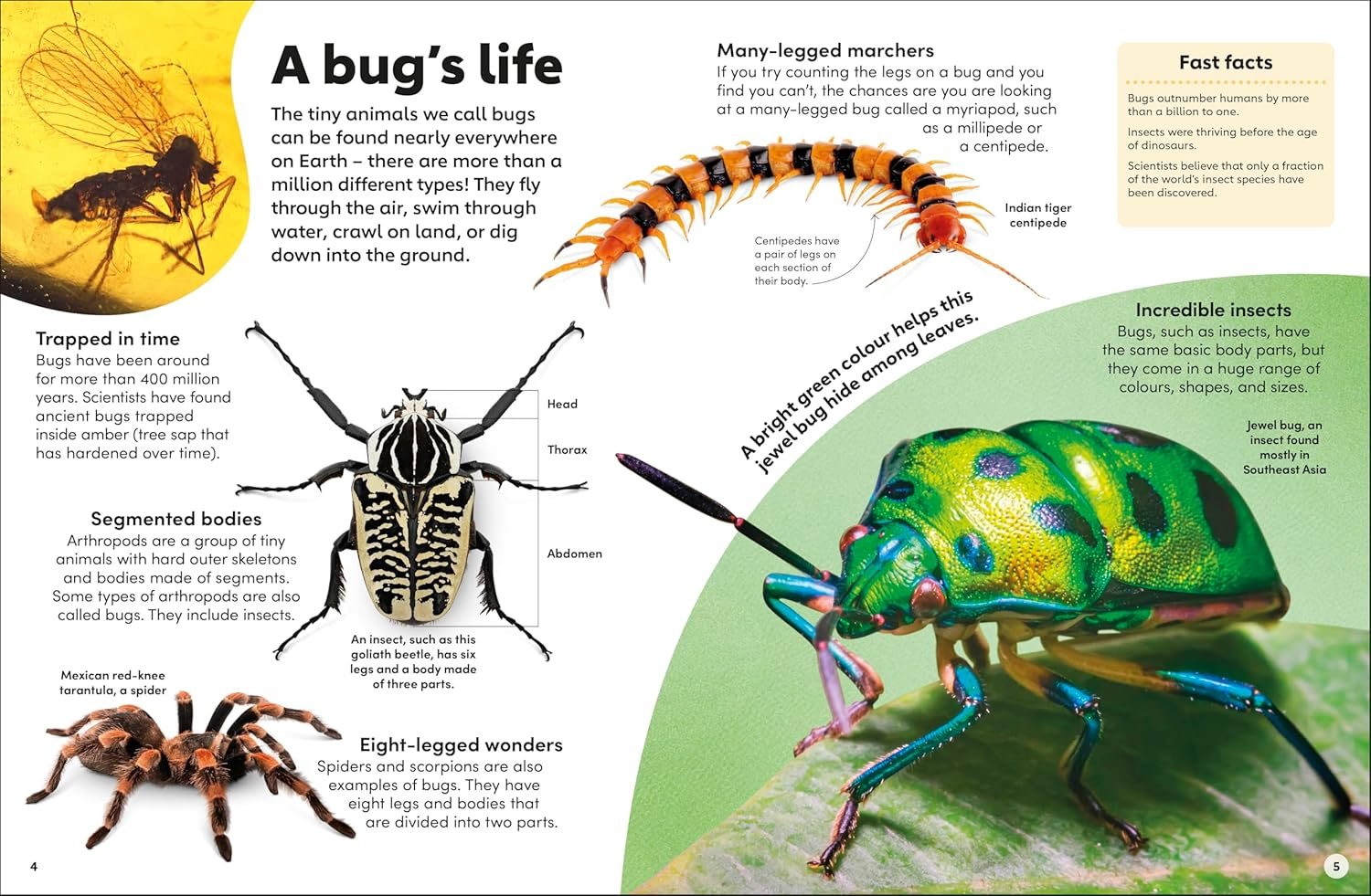Eyewonder Bugs preview