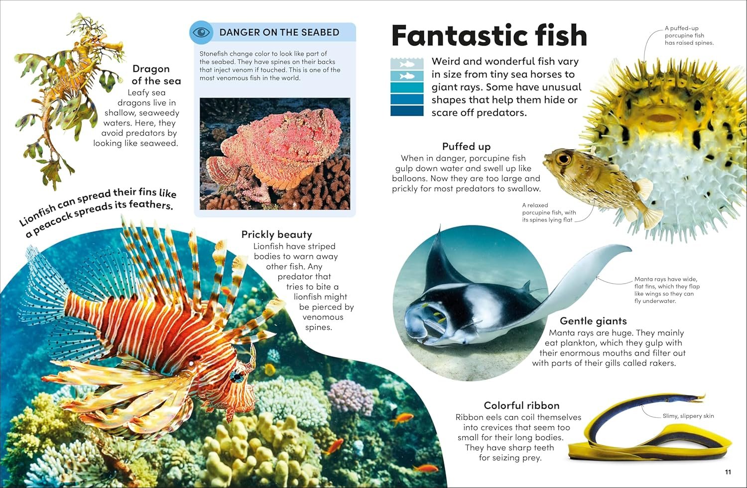 Eyewonder Ocean preview
