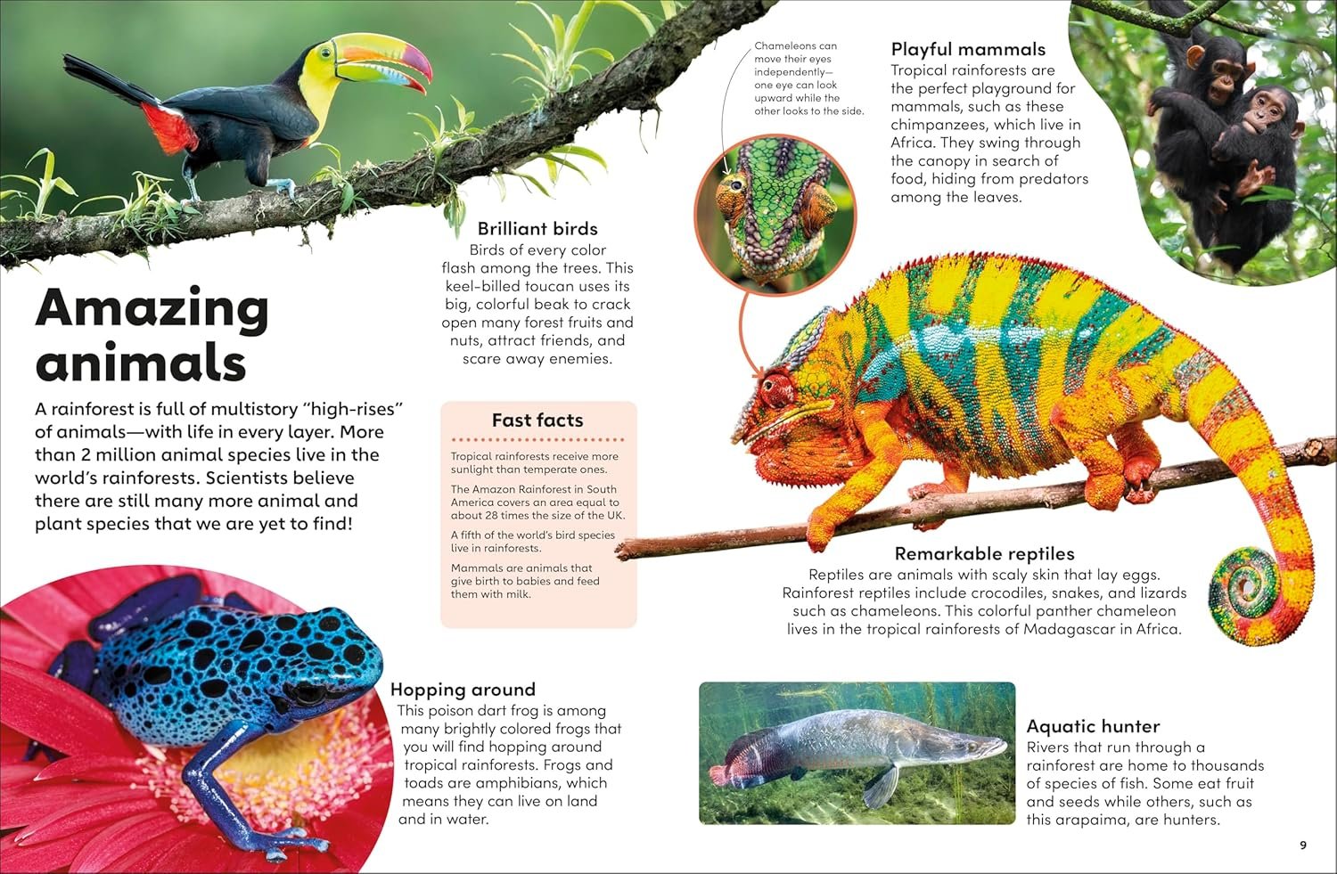 Eyewonder Rainforest preview