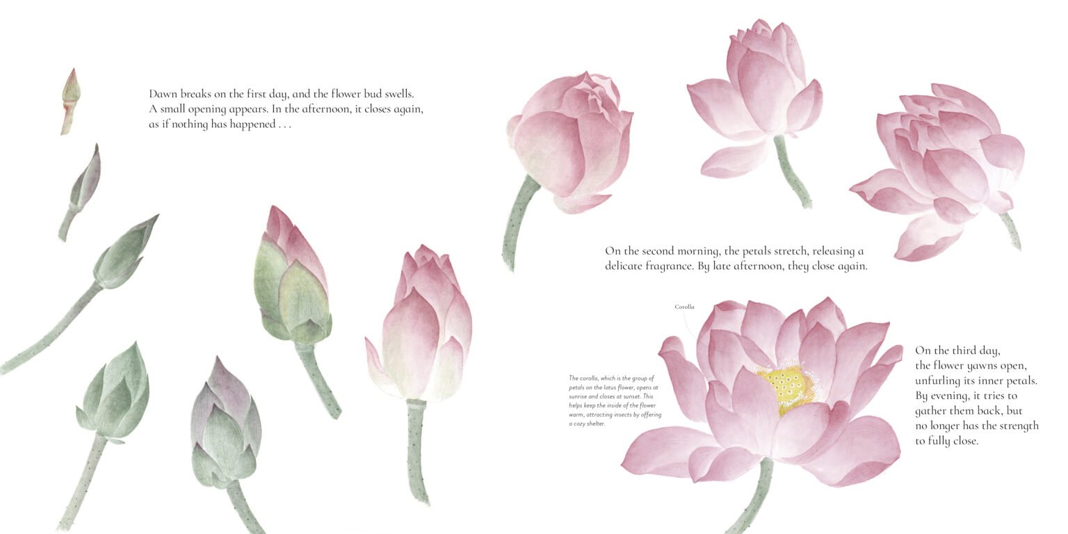 The Water Flower preview