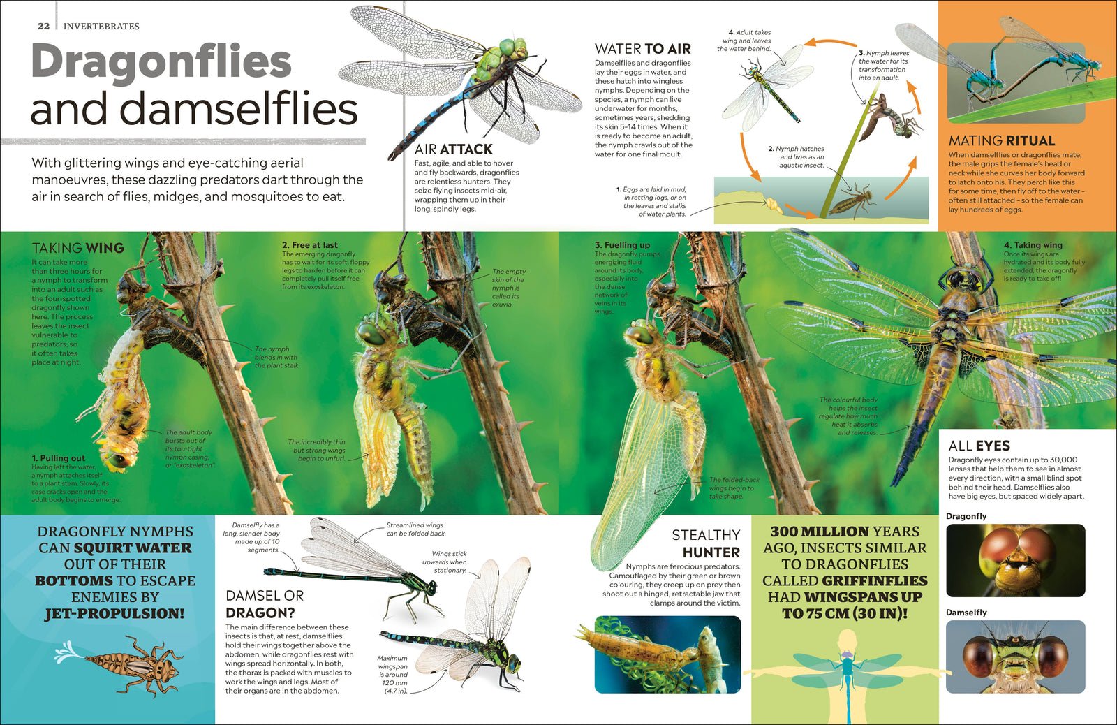 Eyewitness Encyclopedia of Animals preview