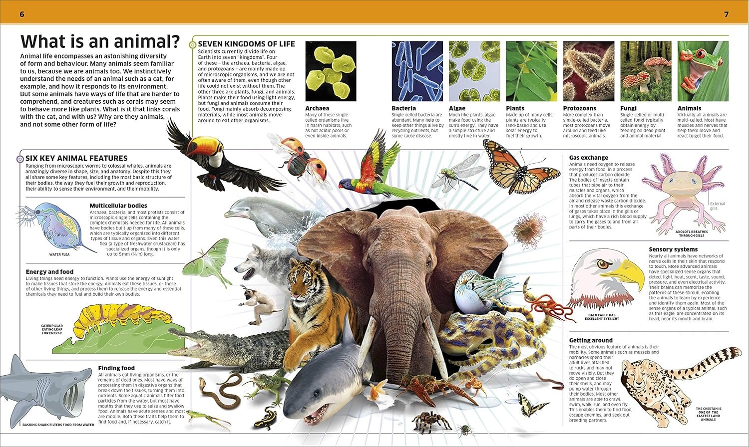 Knowledge Encyclopedia Animal! preview