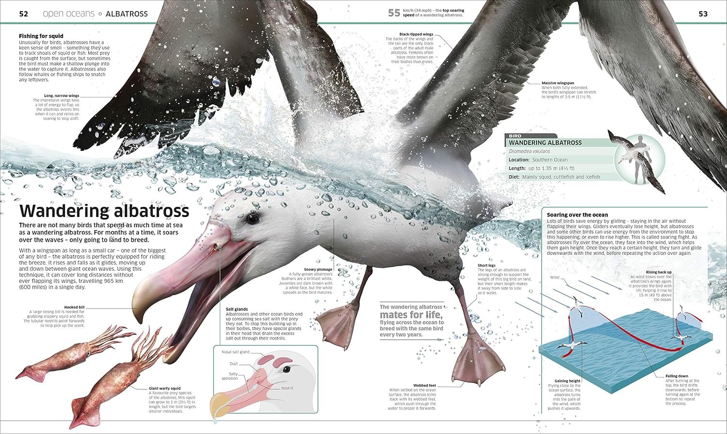 Knowledge Encyclopedia Ocean! preview