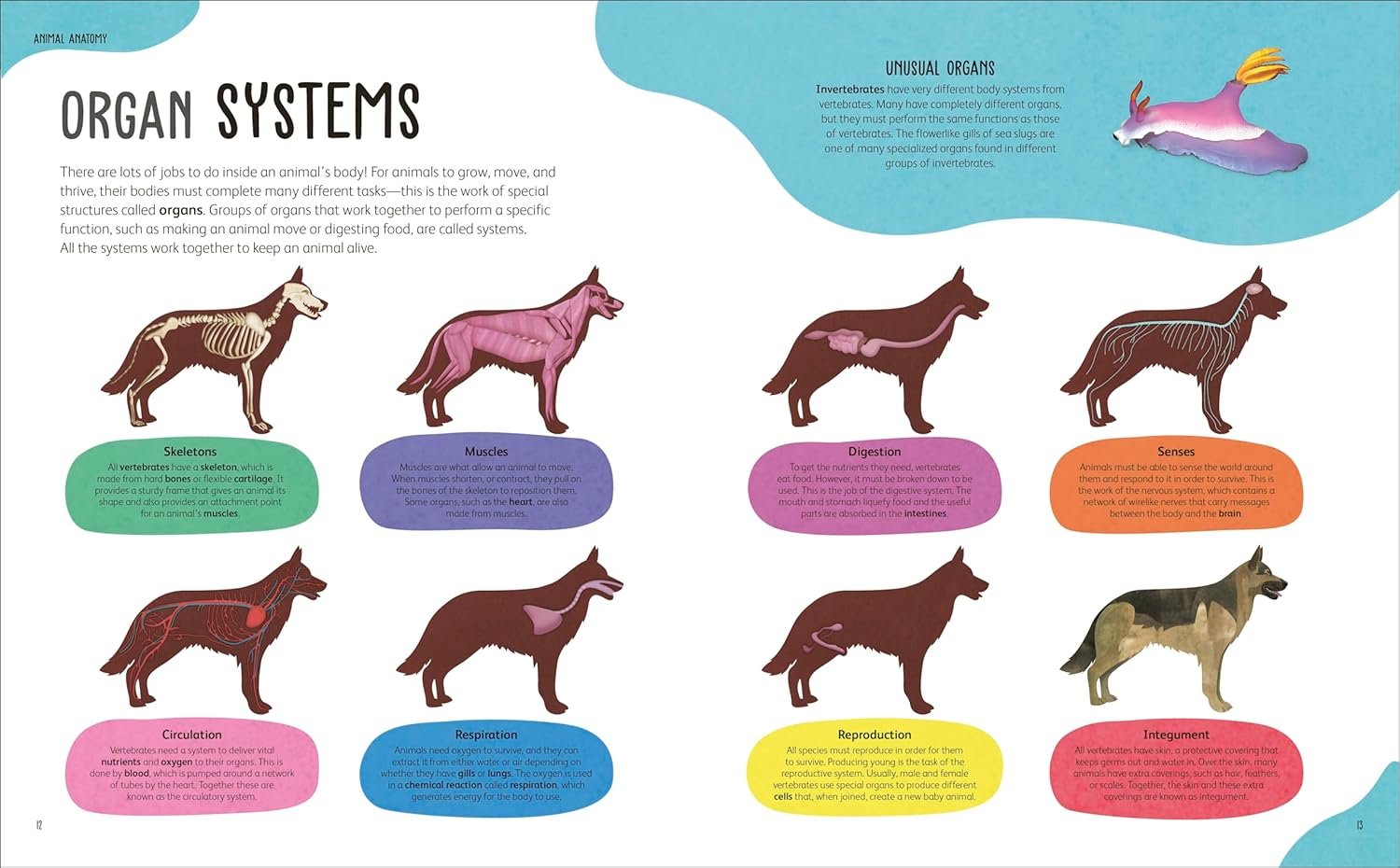 The Animal Body Book preview