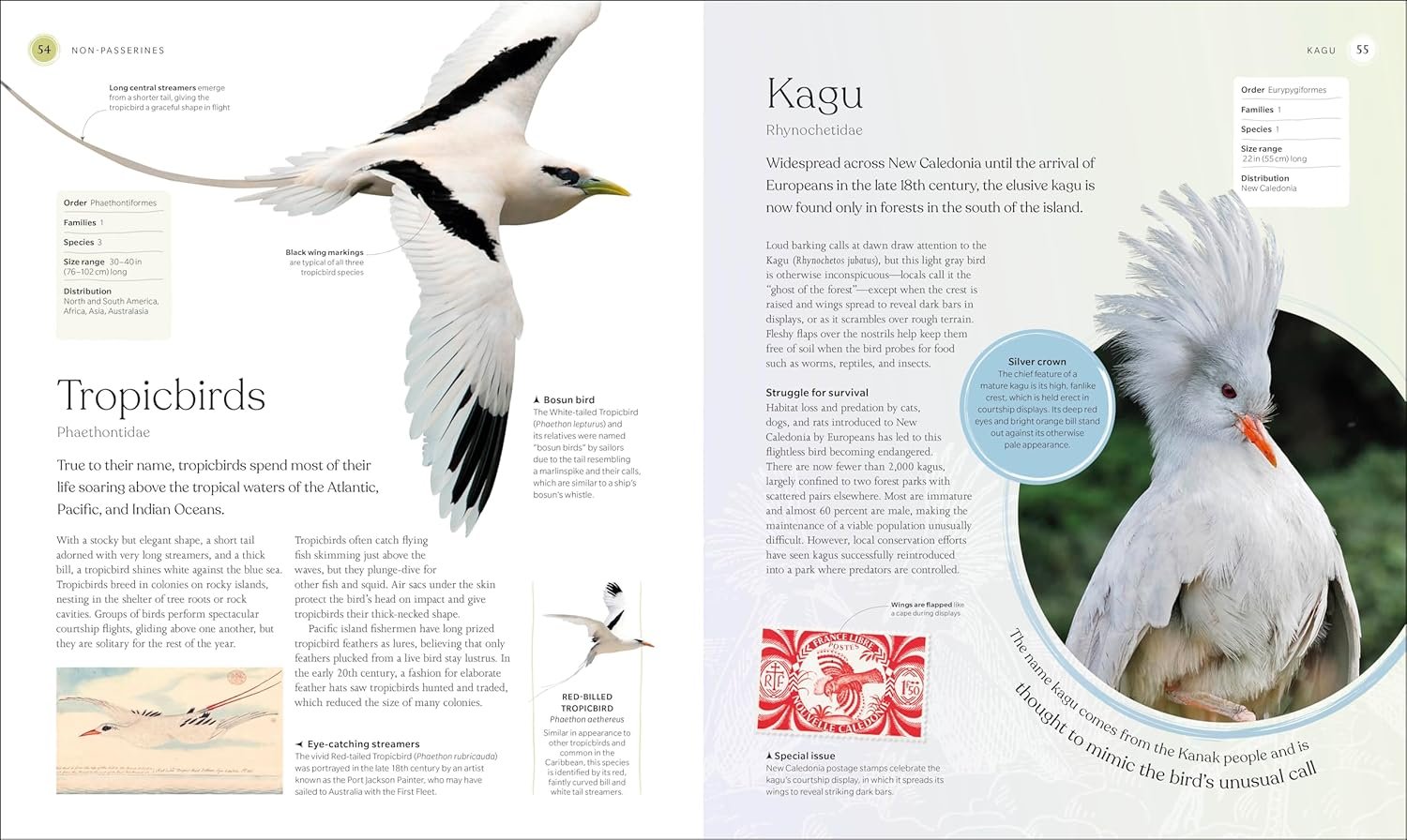The Bird Book preview