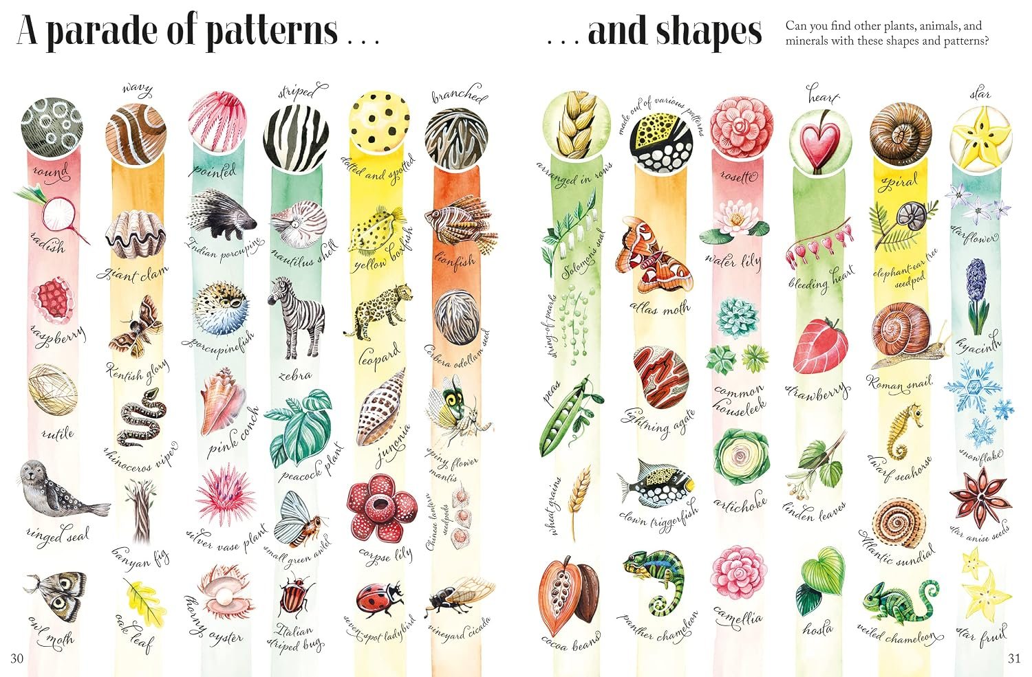 Shapes and Patterns in Nature preview