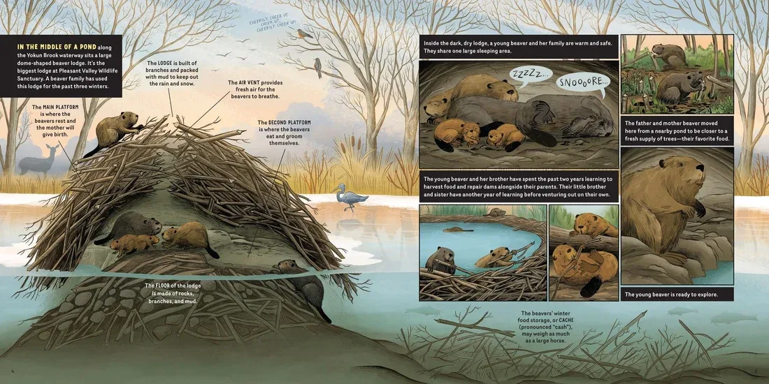 What Goes on Inside a Beaver Pond? preview