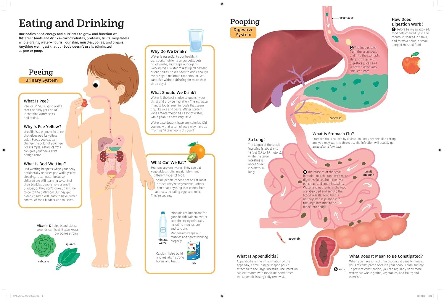 The Ultimate Book of the Human Body preview