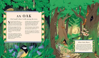 Woodlore: Discover the Seasons and Stories of the Forest preview