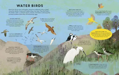 There are Birds Everywhere preview