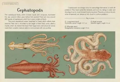 Animalium (Mini Gift Edition) preview