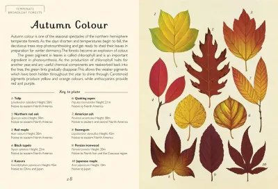 Arboretum (Mini Gift Edition) preview