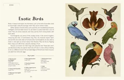 Animalium (Junior Edition) preview