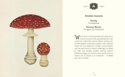 The Curator’s Collection: An A to Z of Fungi preview
