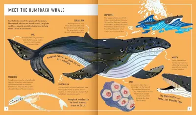 Humpback Whale (Young Zoologist) preview