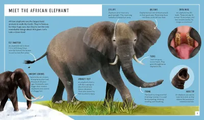 African Elephant (Young Zoologist) preview