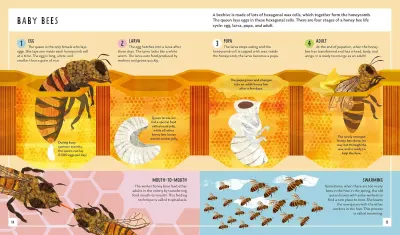 Honey Bee (Young Zoologist) preview
