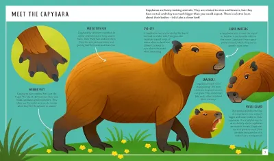 Capybara (Young Zoologist) preview