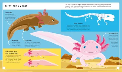 Axolotl (Young Zoologist) preview